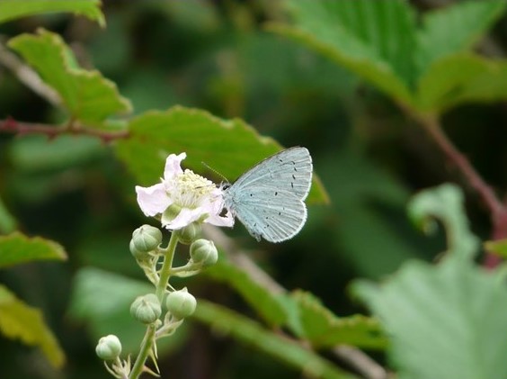 Celastrina argiolus