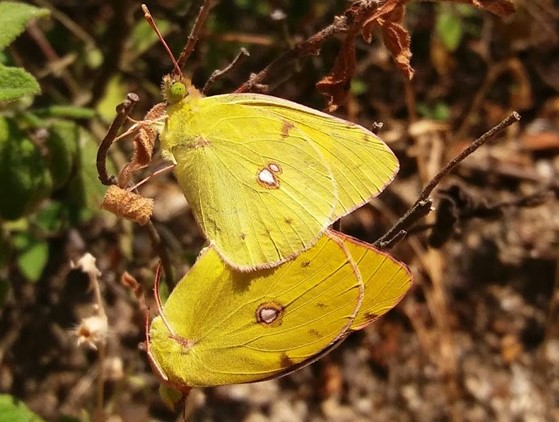 Colias crocea