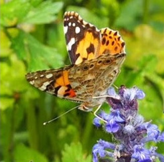 Vanessa cardui