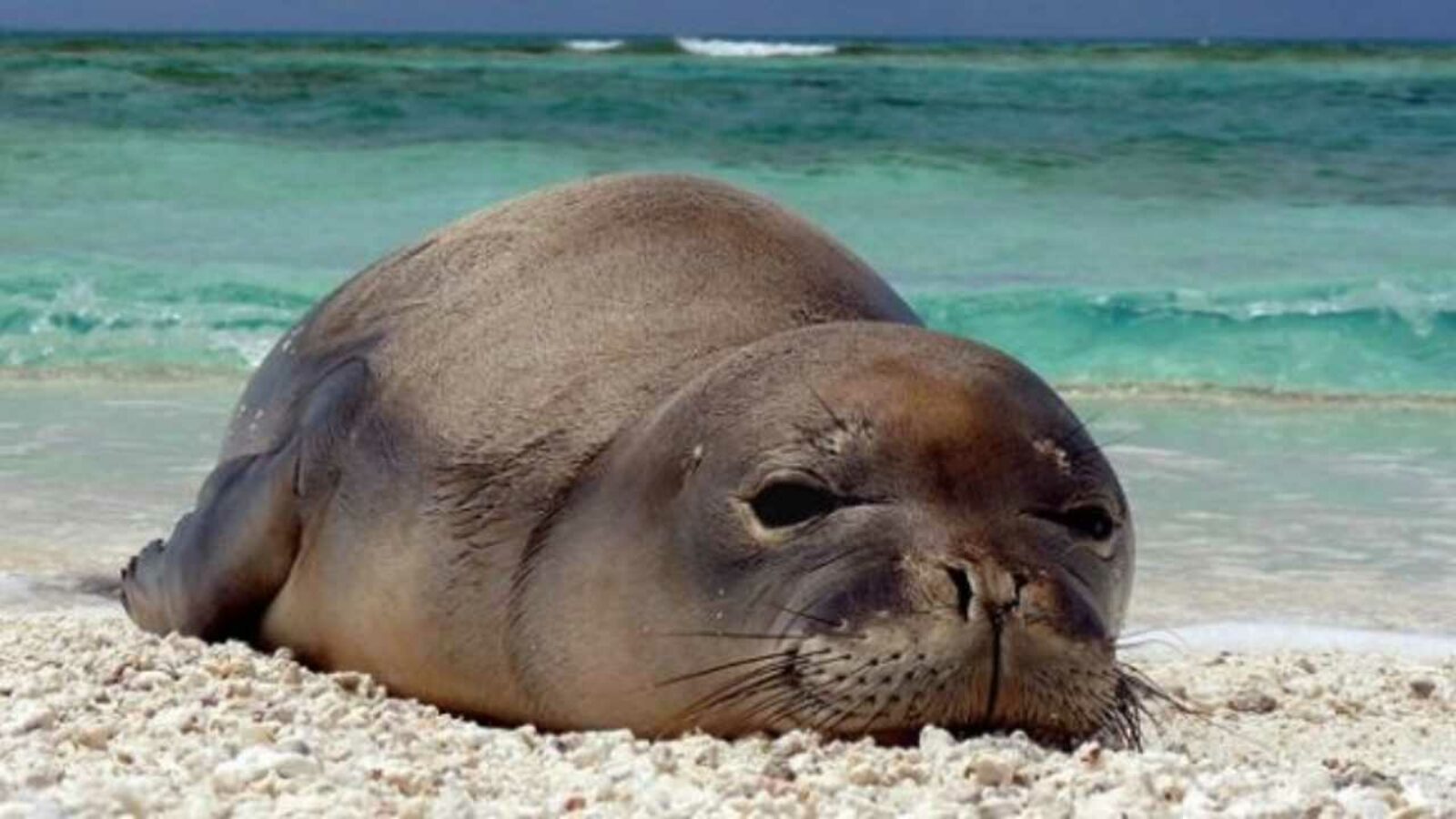 WWF: il vademecum per la tutela della foca monaca