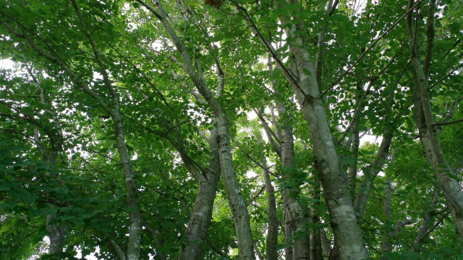 A Merano gli alberi incontrano la cittadinanza