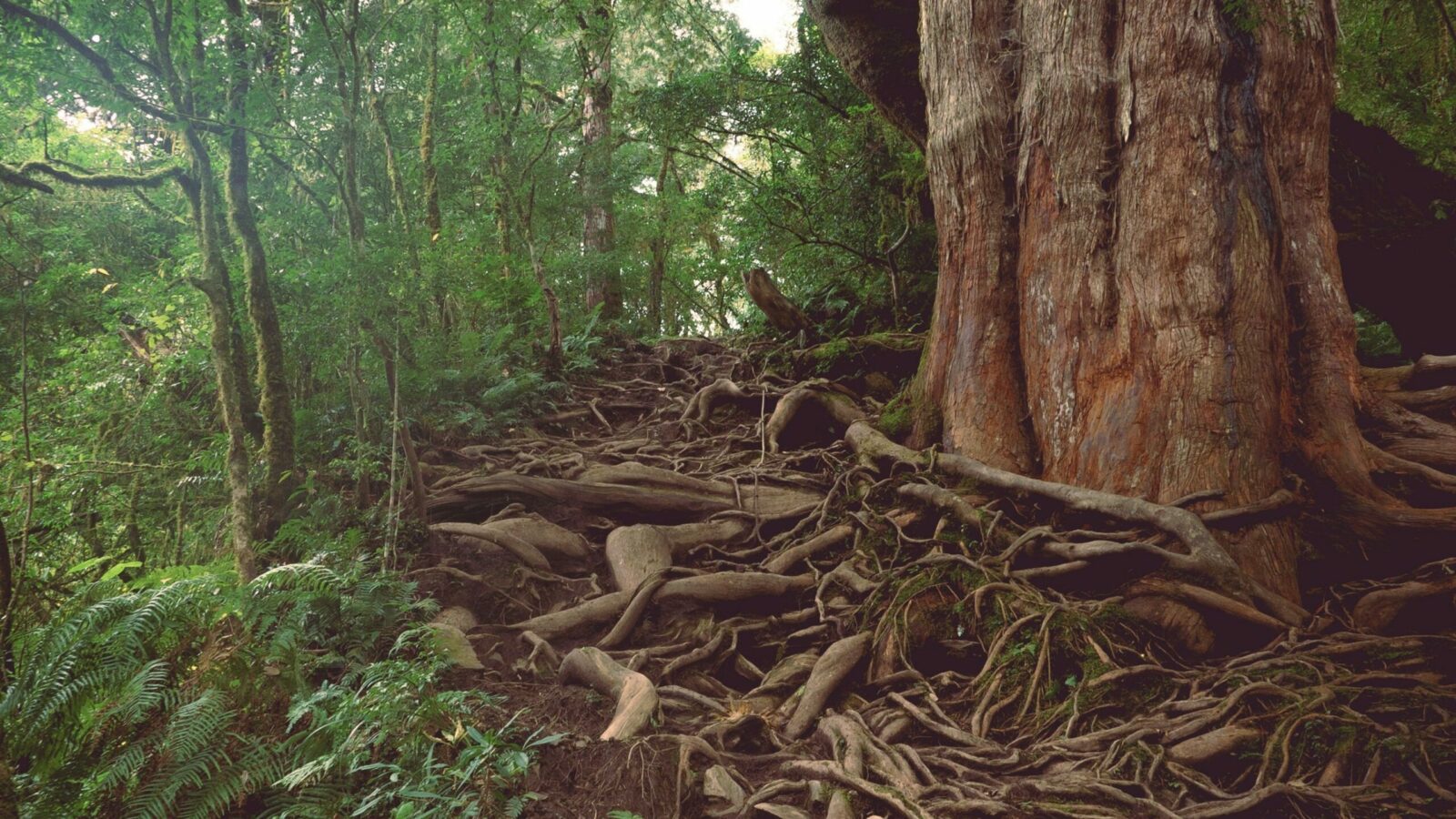 Wood Wide Web: il linguaggio delle foreste