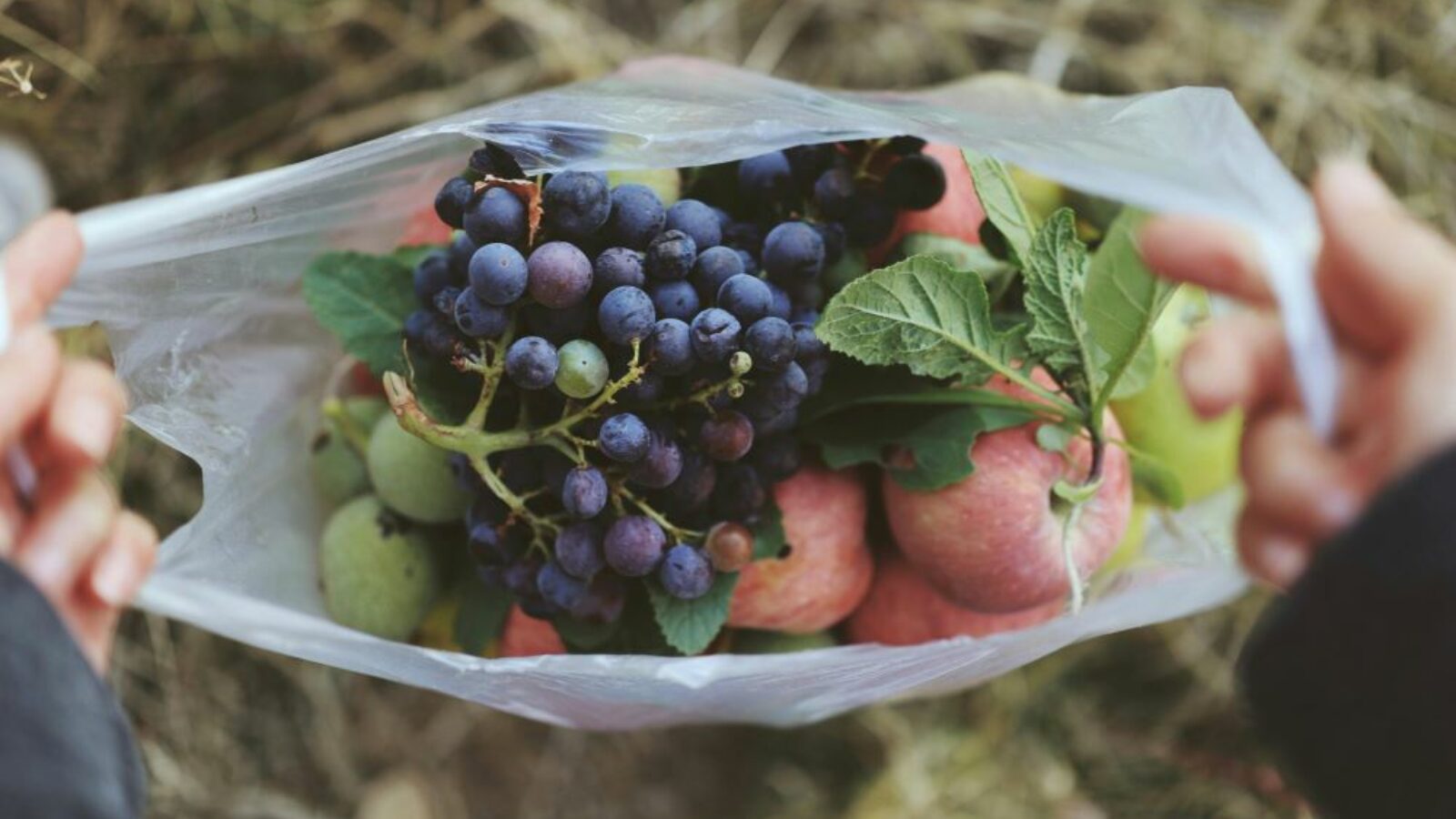 Scrap the Food Waste, il progetto europeo contro lo spreco di cibo