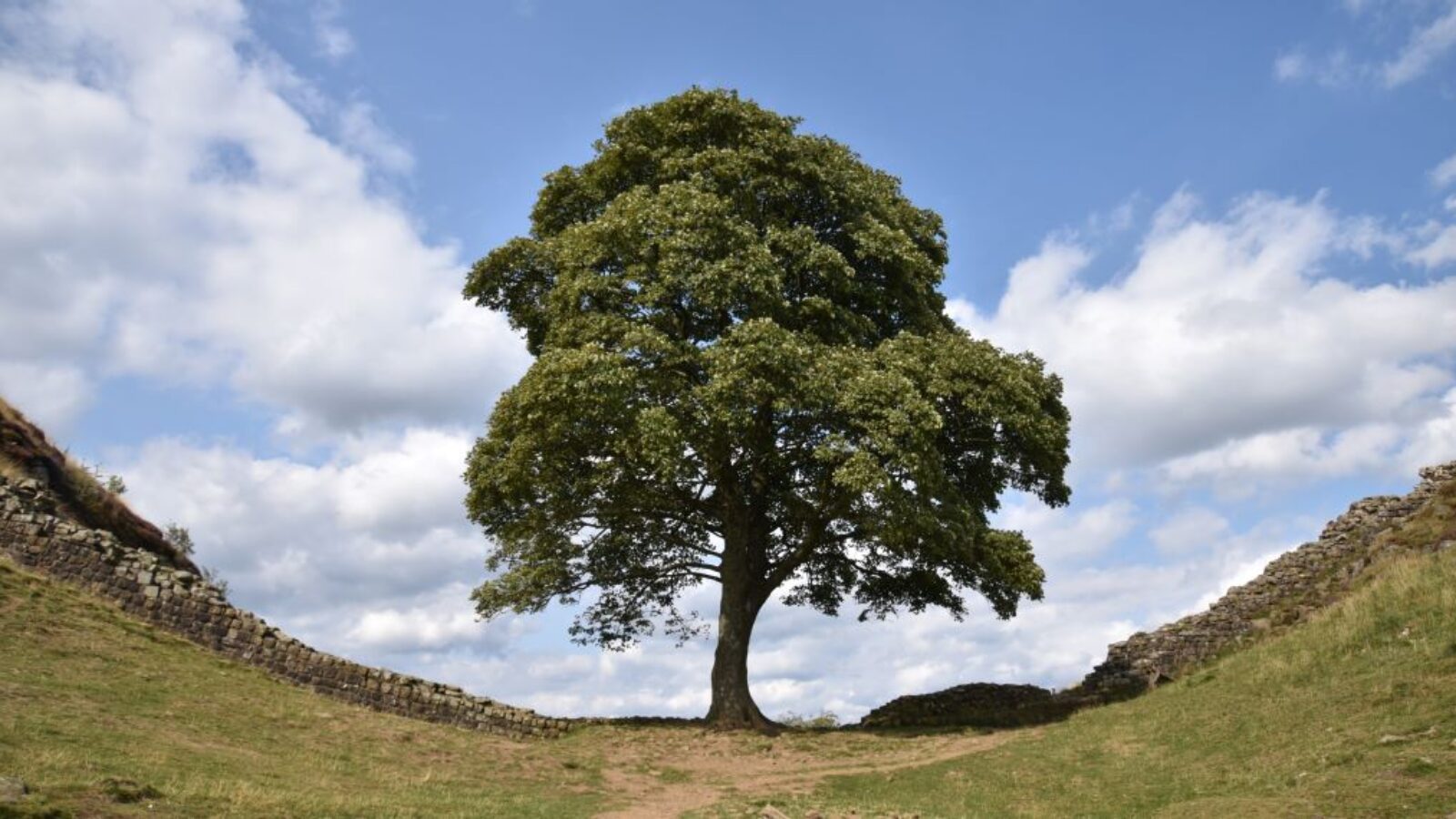 Un concorso di opere d’arte per il Sycamore Gap
