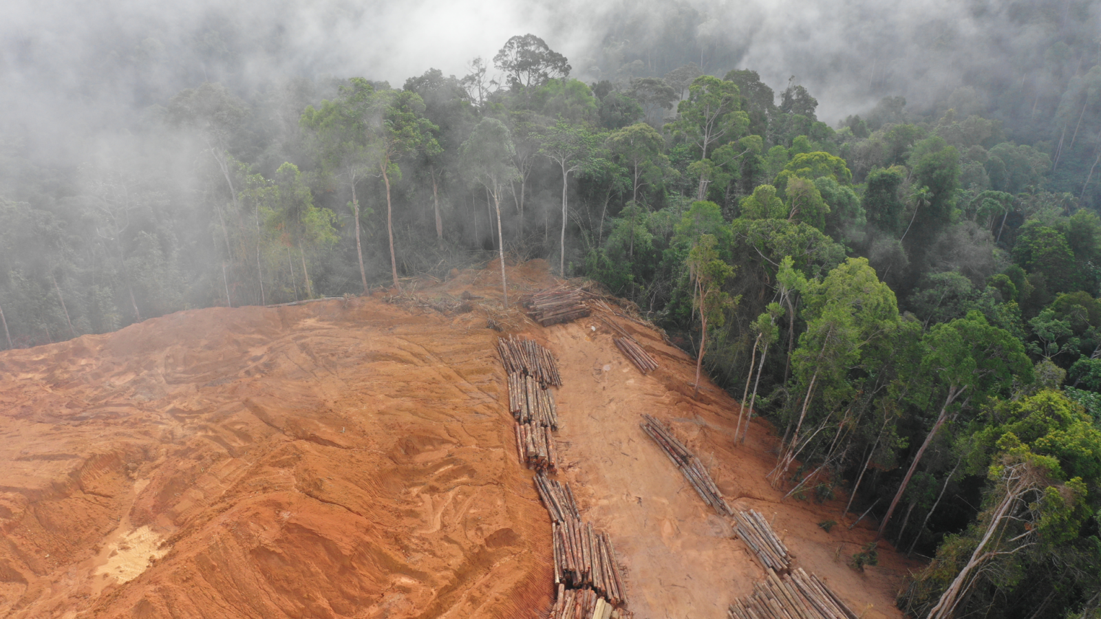 L’ecocidio: un crimine ambientale e contro l’umanità