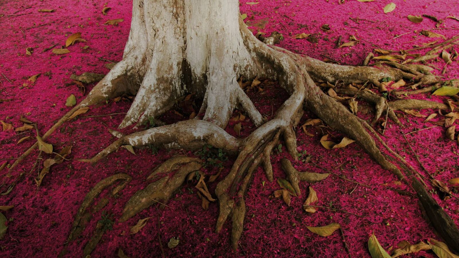 Il viaggio di Patagonia tra realtà e possibilità
