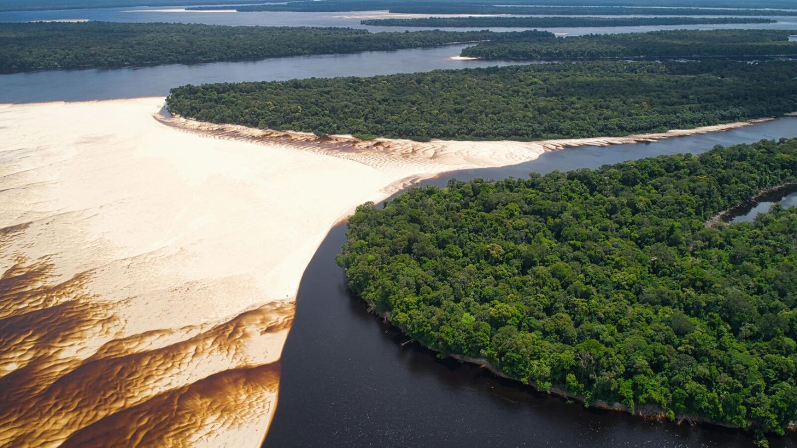 Identità di una foresta: cosa racconta davvero il nuovo logo dell’Amazzonia