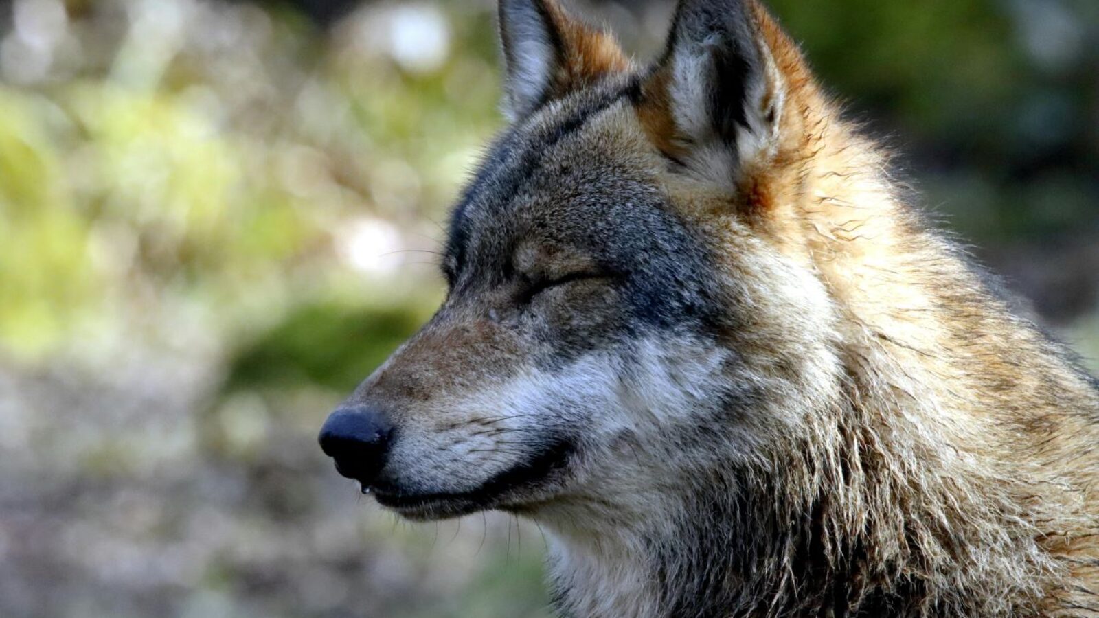 Il lupo che ho in testa: l’arte dei giovani rompe i pregiudizi sui grandi carnivori