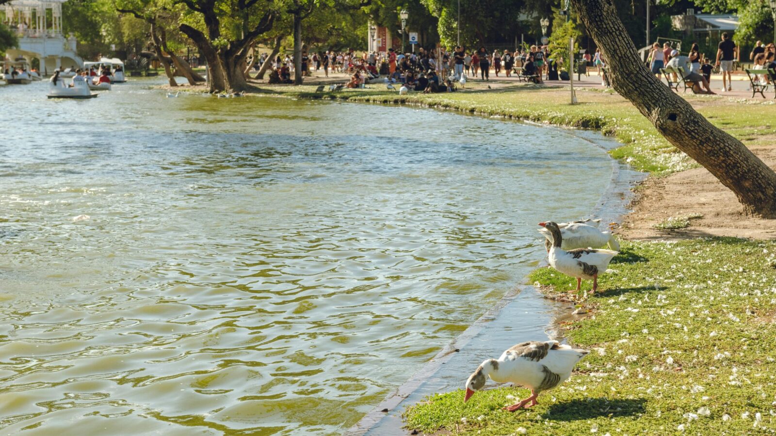 Vietato dare cibo alla fauna dei parchi. Sì, ma perché?