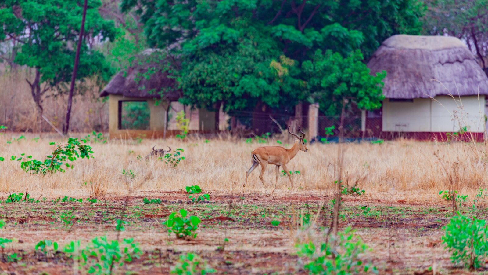 Terre des Hommes: lotta alla desertificazione in Zimbabwe