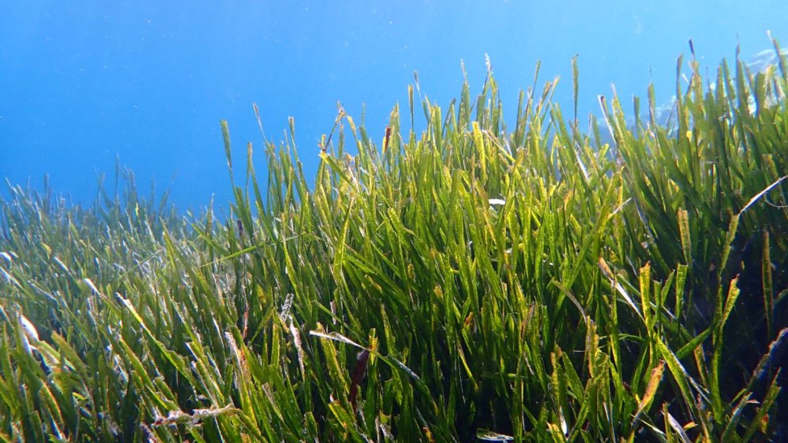 Oltre le sanzioni, Ibiza e Formentera per la tutela della Posidonia